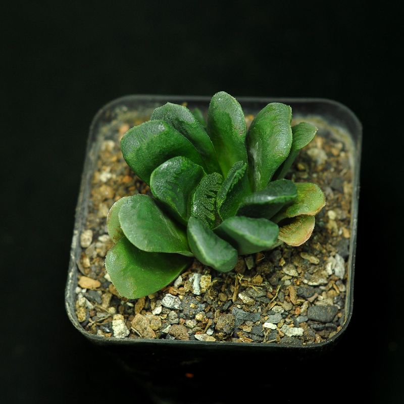 Haworthia maughanii x cooperi (B)
