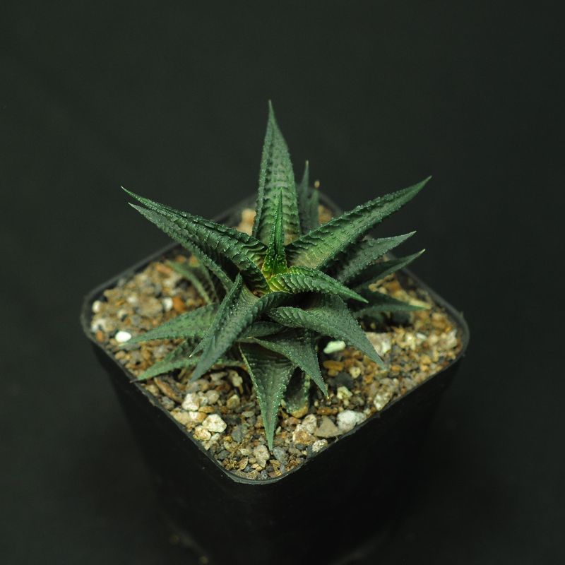 Haworthia limifolia var nigra