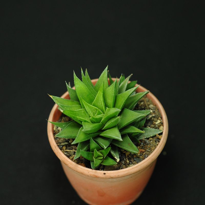 Astroloba skinneri