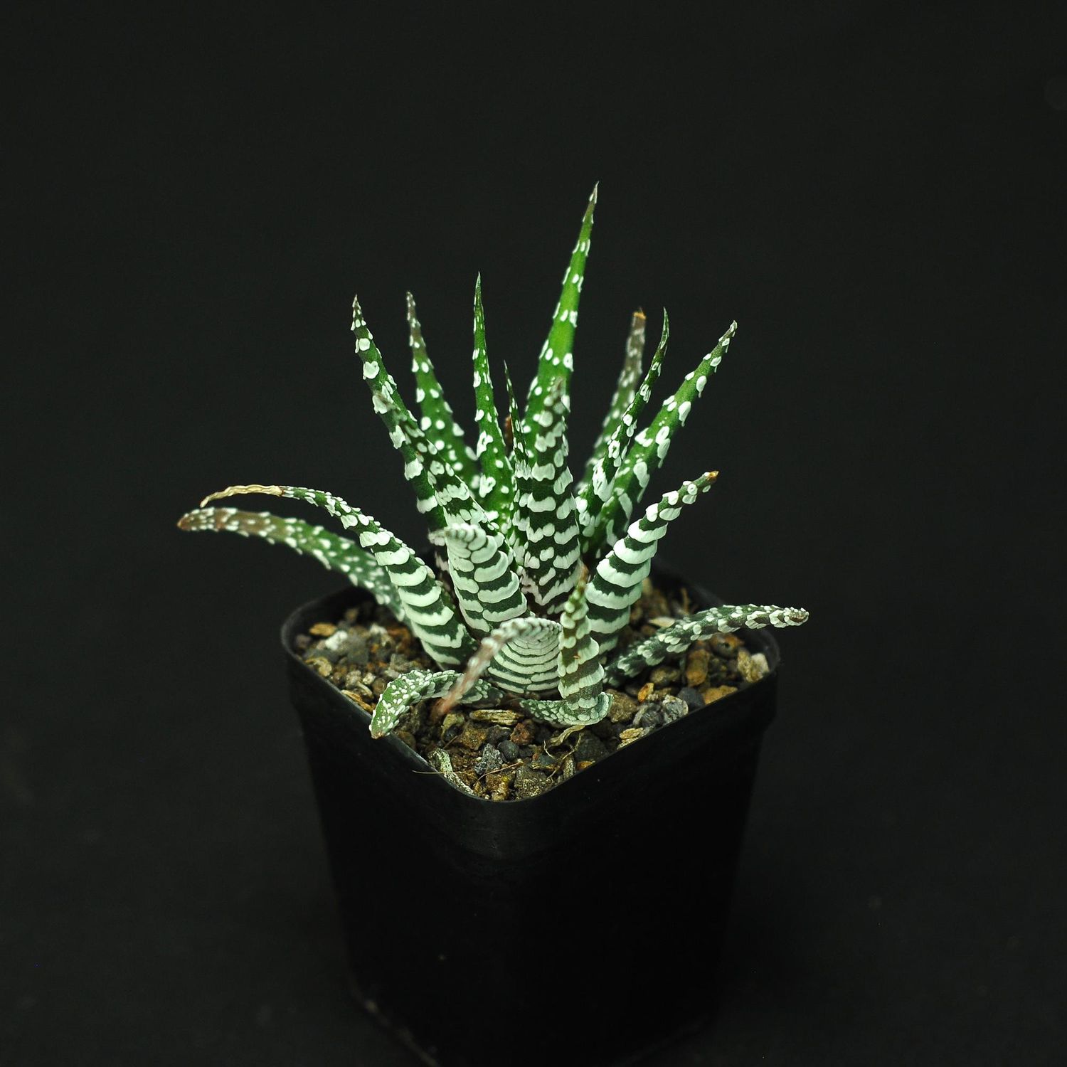 Haworthia attenuata cv Zebra ( Broad Band)