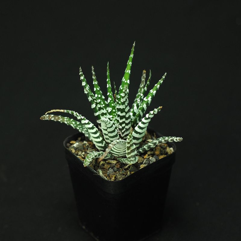 Haworthia attenuata cv Zebra ( Broad Band)