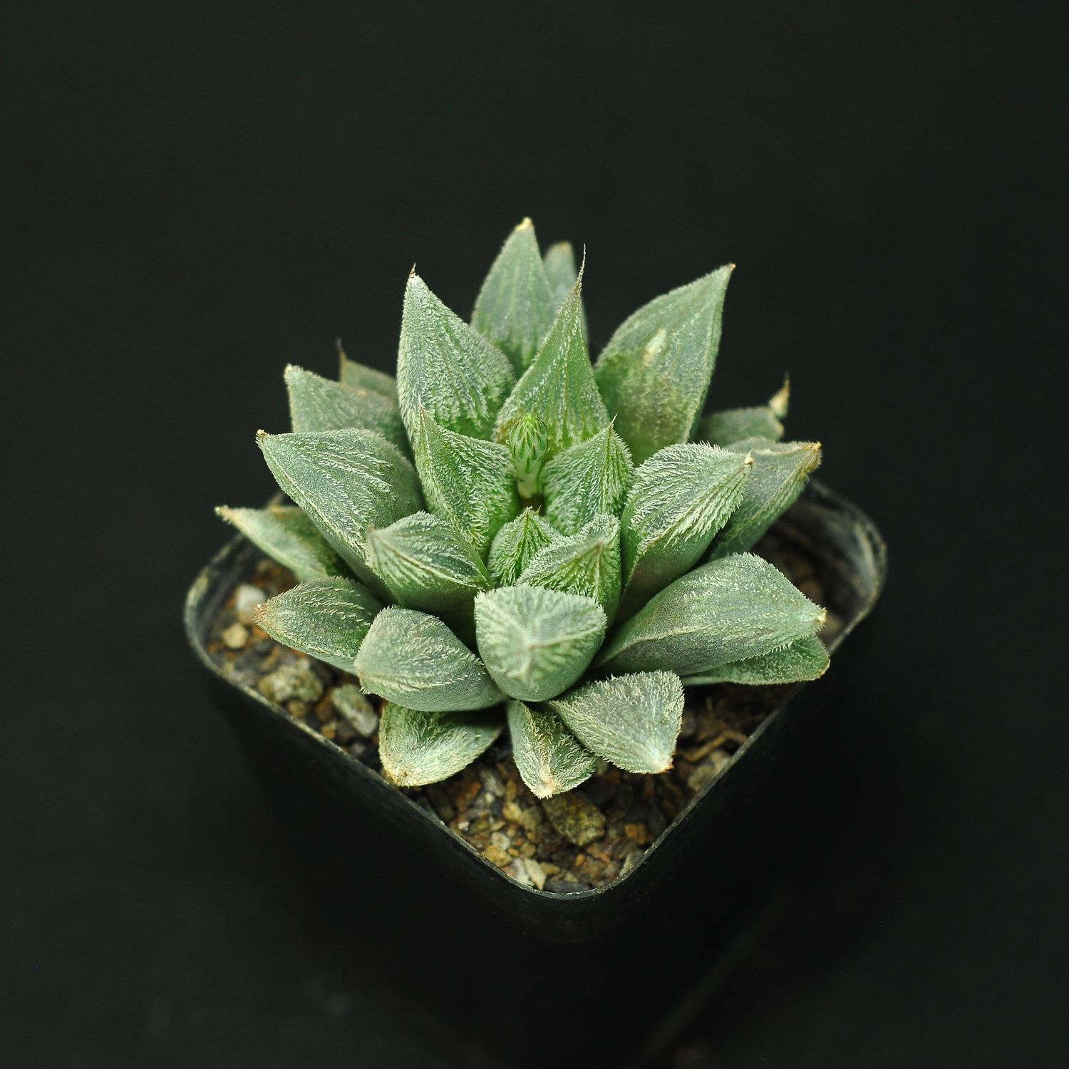 Haworthia borealis syn marumiana