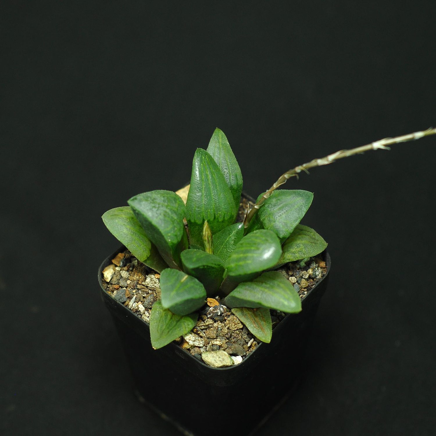 Haworthia emelyae var. comptoniana