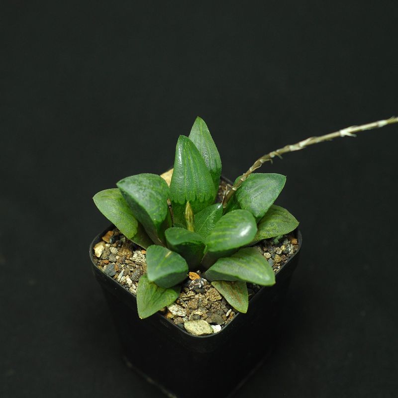 Haworthia emelyae var. comptoniana