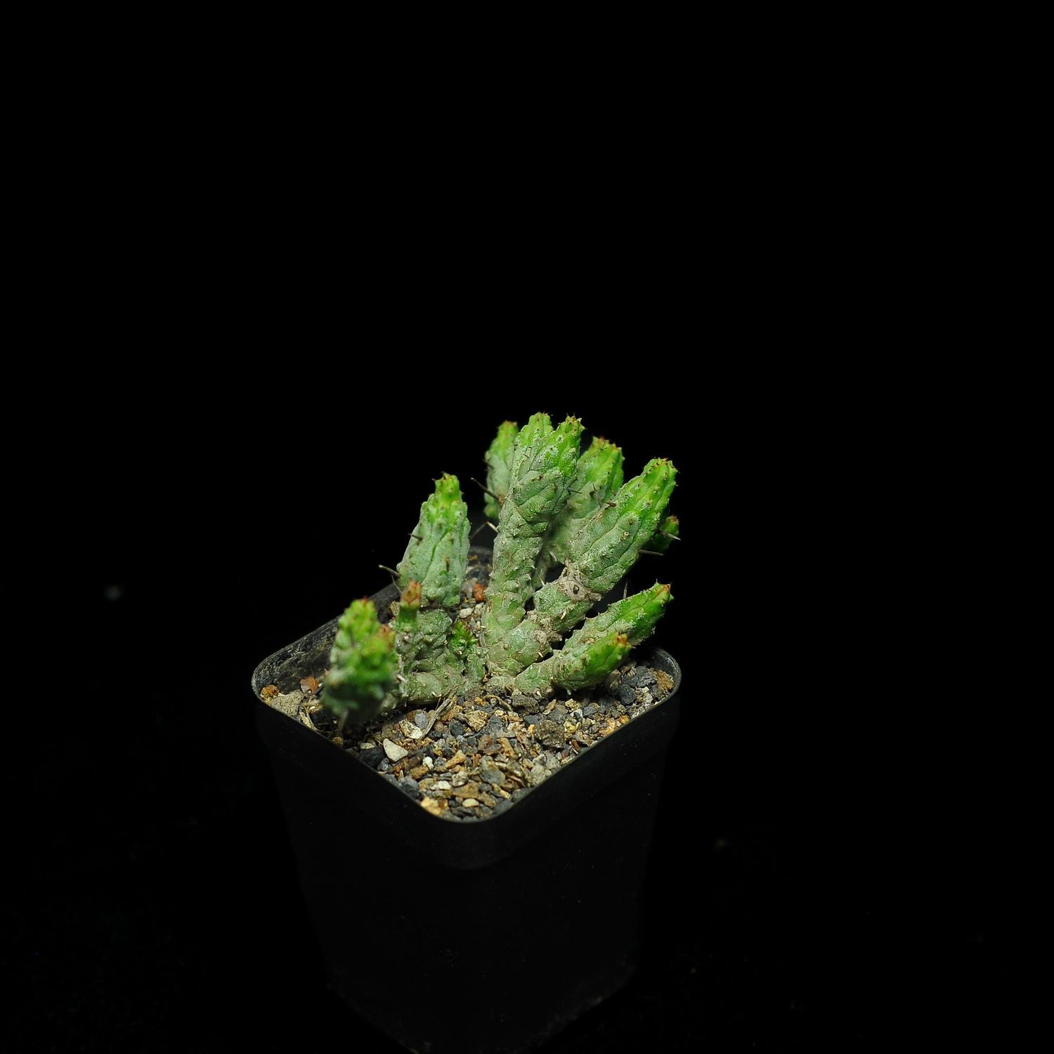 Euphorbia enopla monstrosa