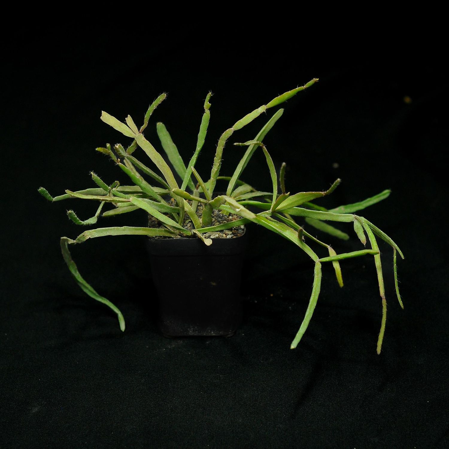 Rhipsalis Micrantha