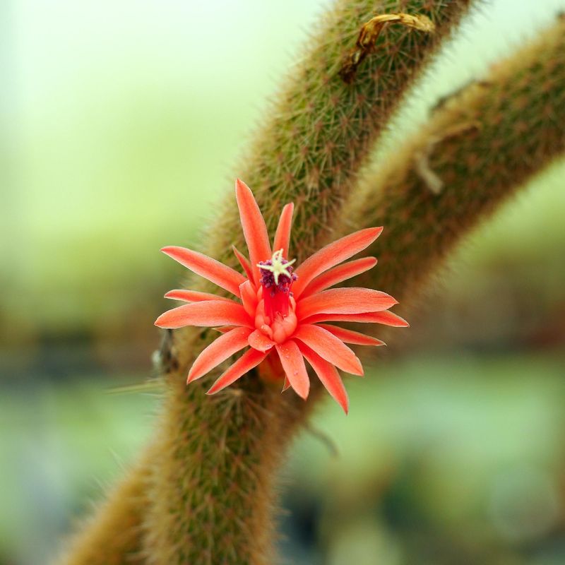 Hildewintera -Hybr. `Traisenfreude`- Flower 