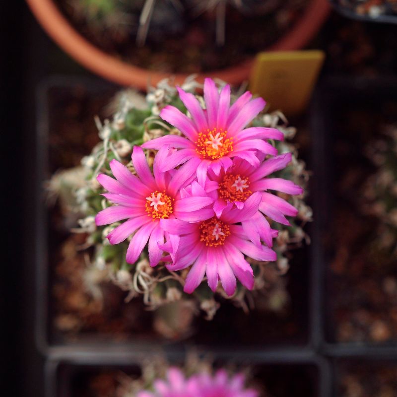 Turbinicarpus alonsoi - Xichu-Flower