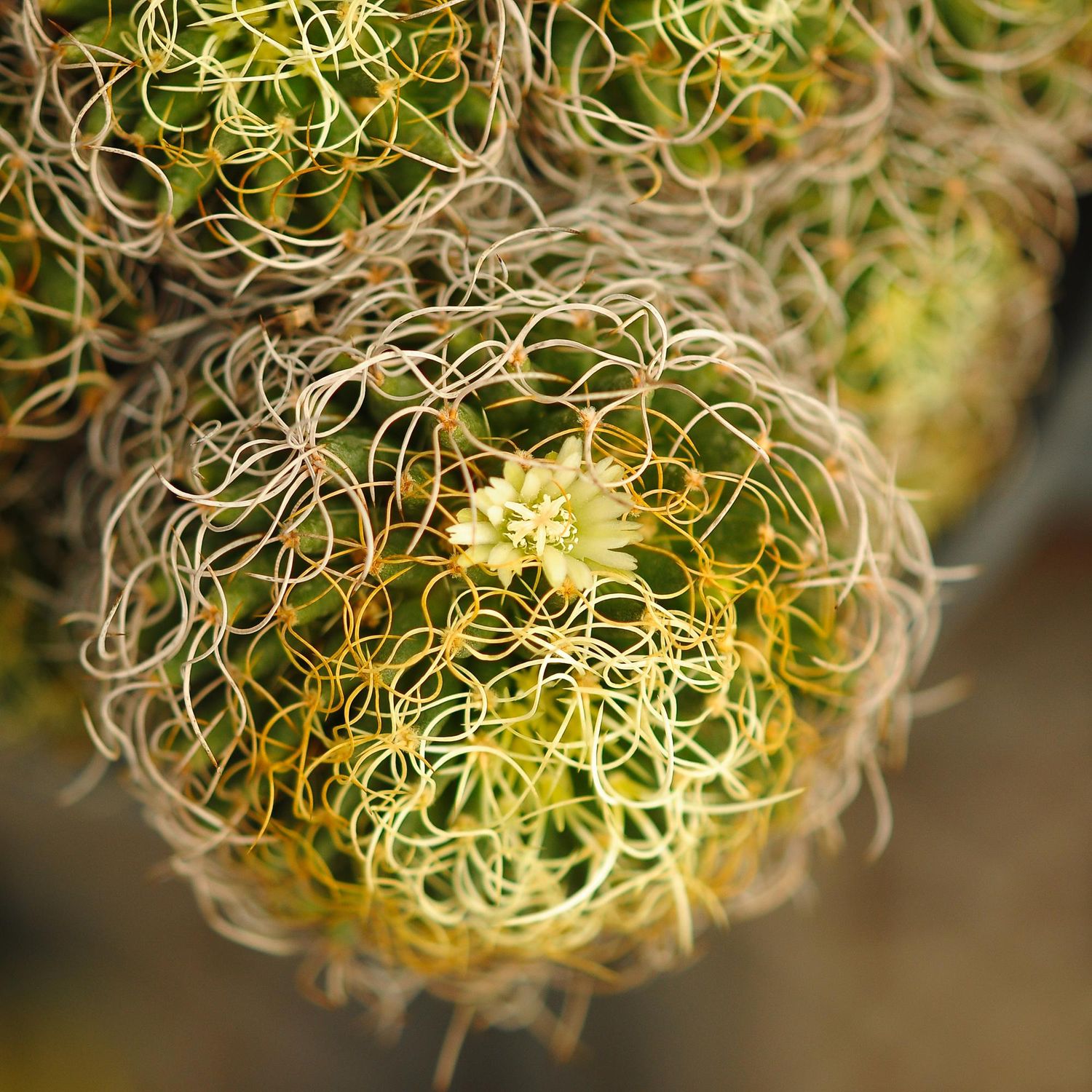 Mammillaria camptotricha cv. Curvispina