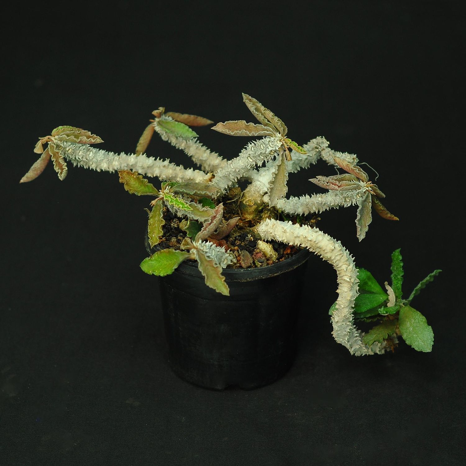 Euphorbia decaryi