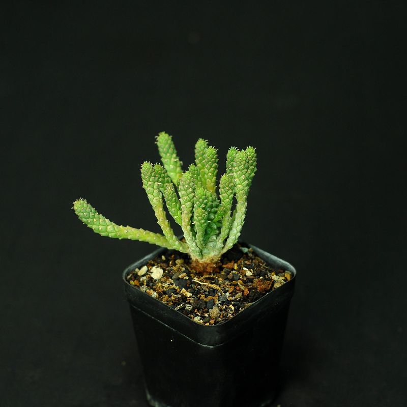 Euphorbia caput-medusae