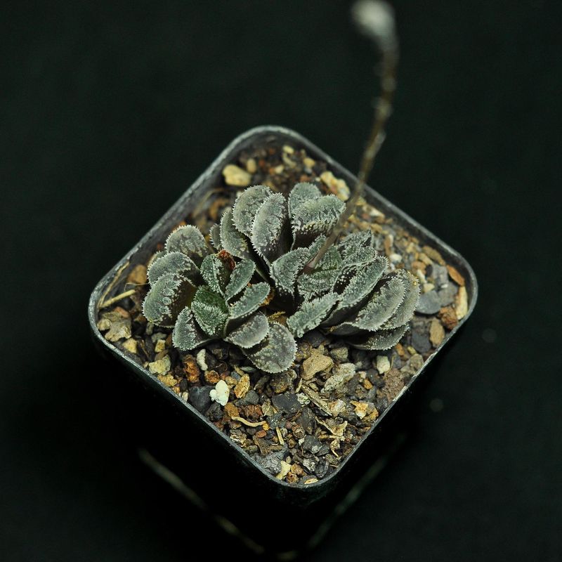 Haworthia 'SnowRabbit'