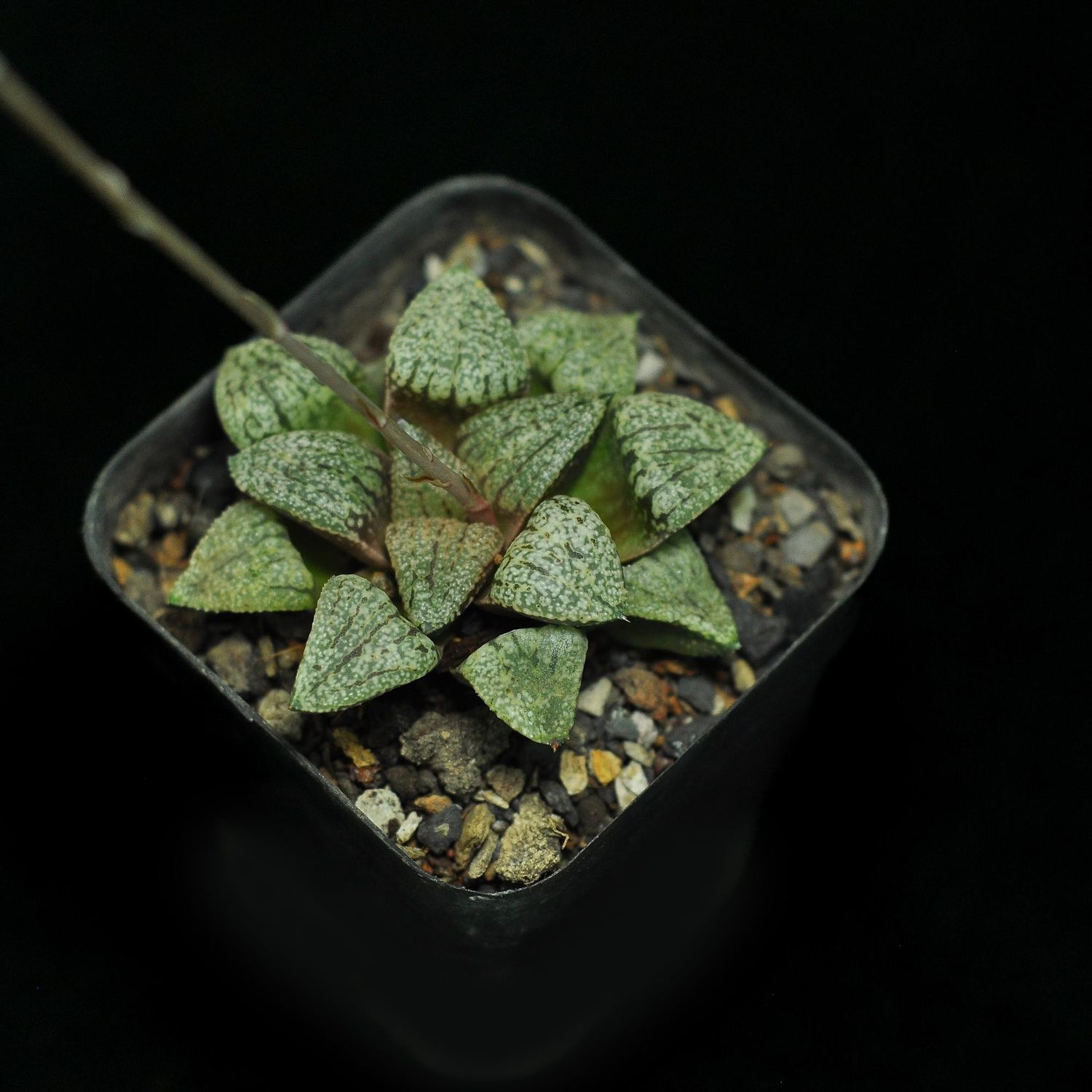 Haworthia picta