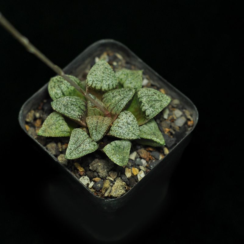 Haworthia picta