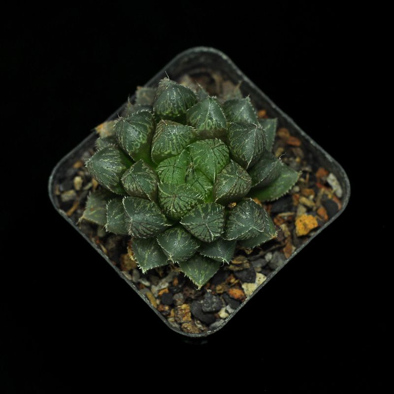 Haworthia cv Mirrorball
