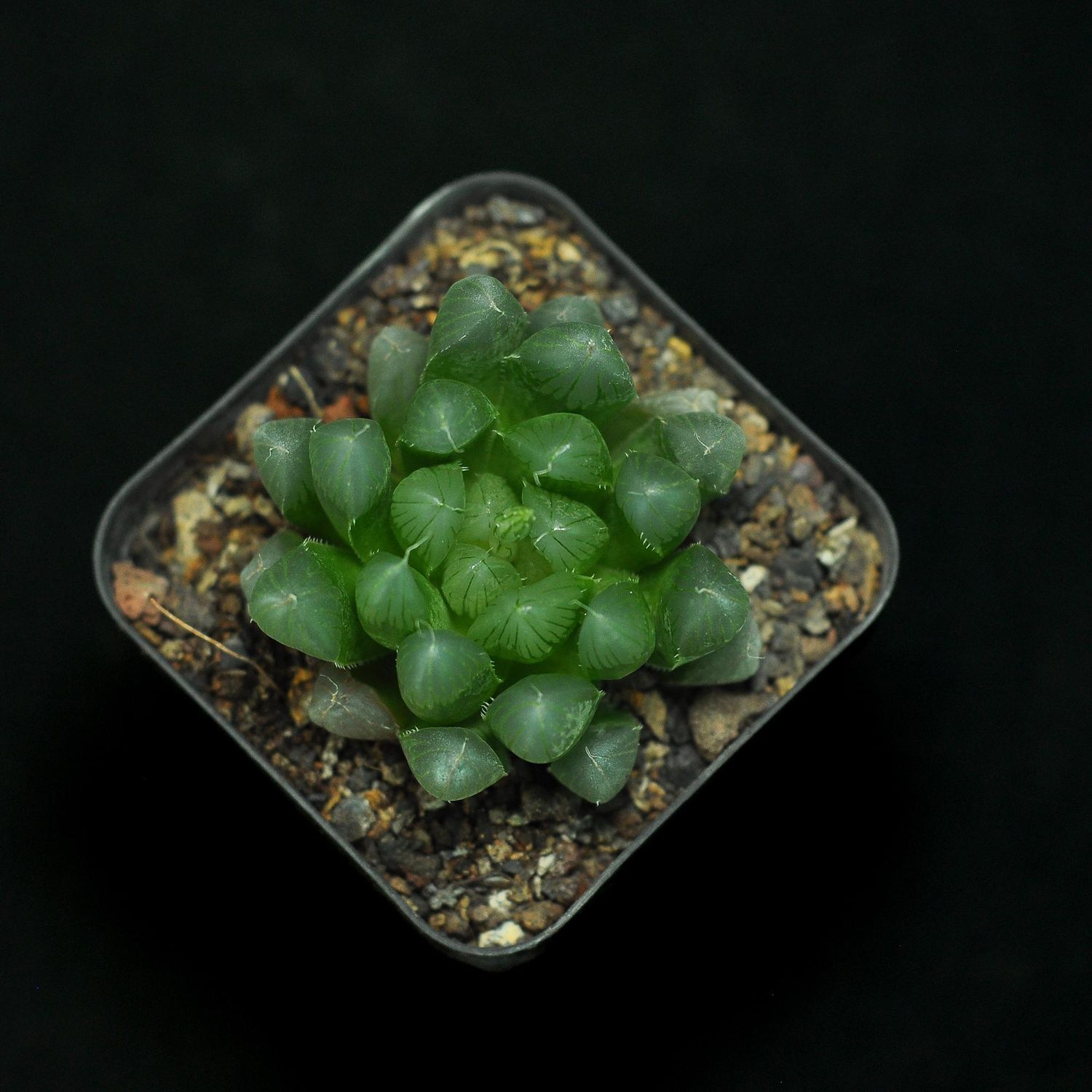 Haworthia cooperii var pilifera form truncata