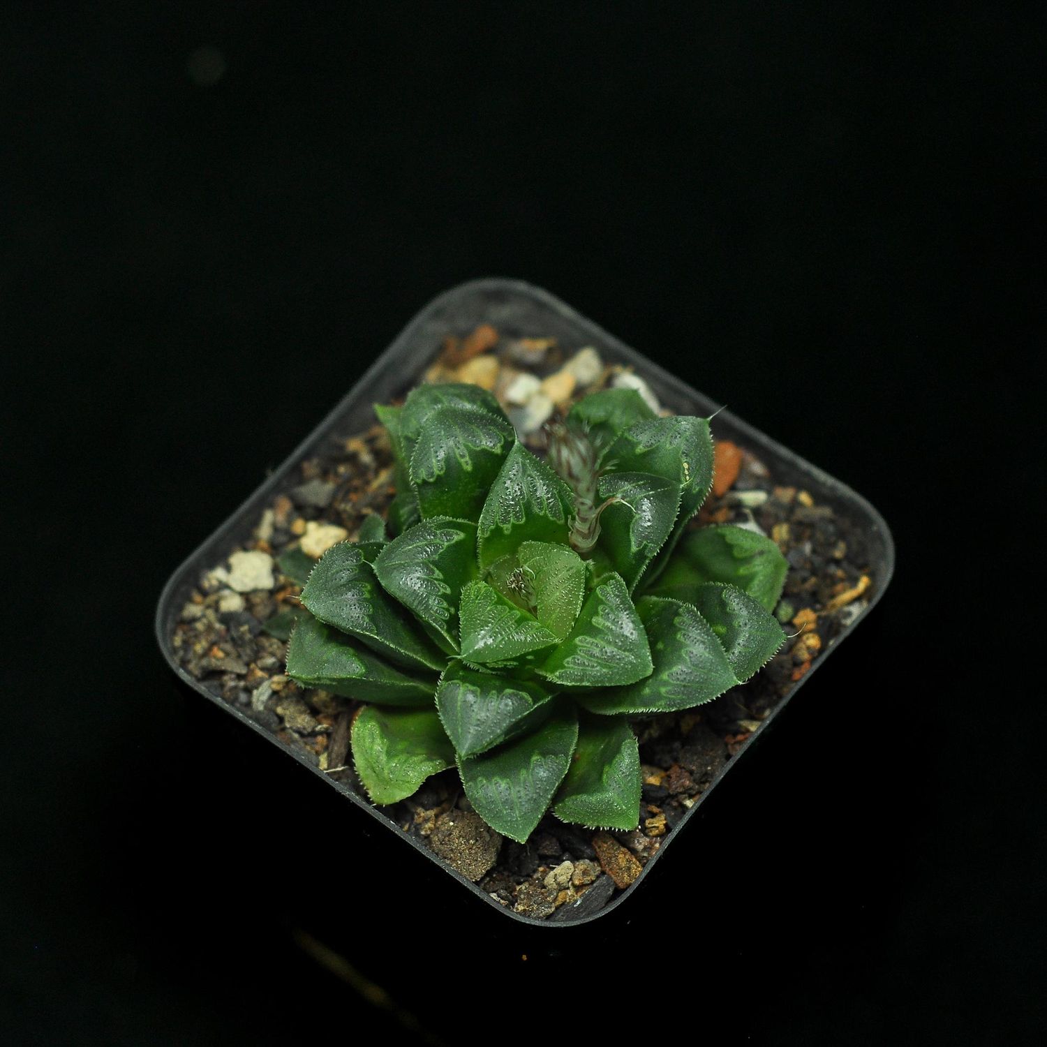 Haworthia cv Shiba Toshi