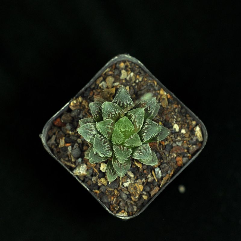 Haworthia Hakuteijou (frosty leaves)