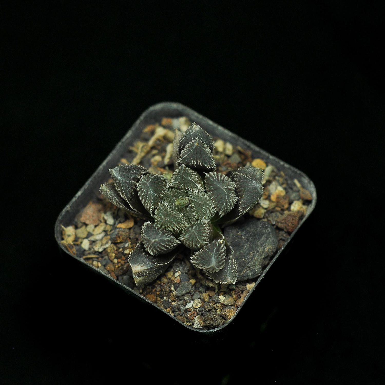 Haworthia kegani x cooperi var. venusta