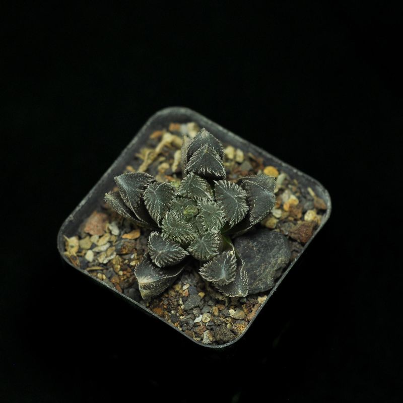 Haworthia kegani x cooperi var. venusta