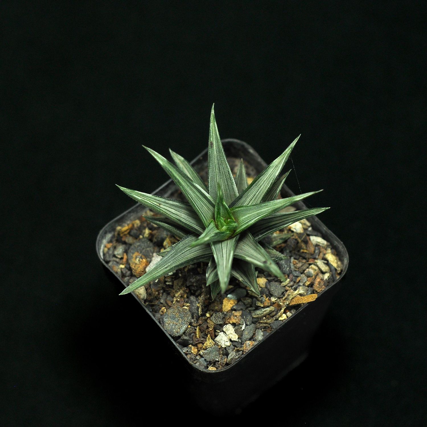 Haworthia tortuosa f variegata Haworthia tortuosa f variegata