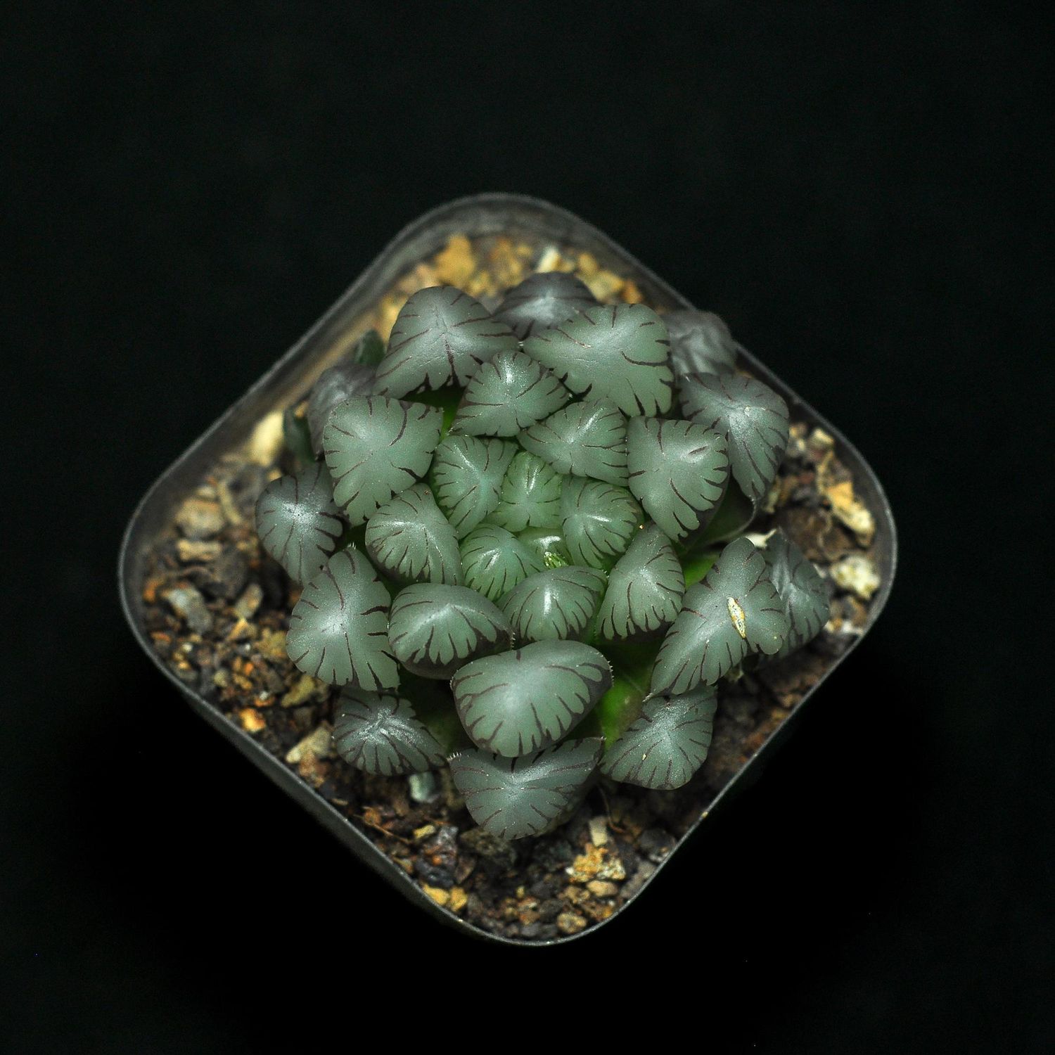 Haworthia cooperi var. truncata