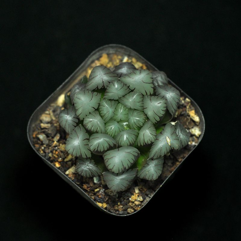 Haworthia cooperi var. truncata