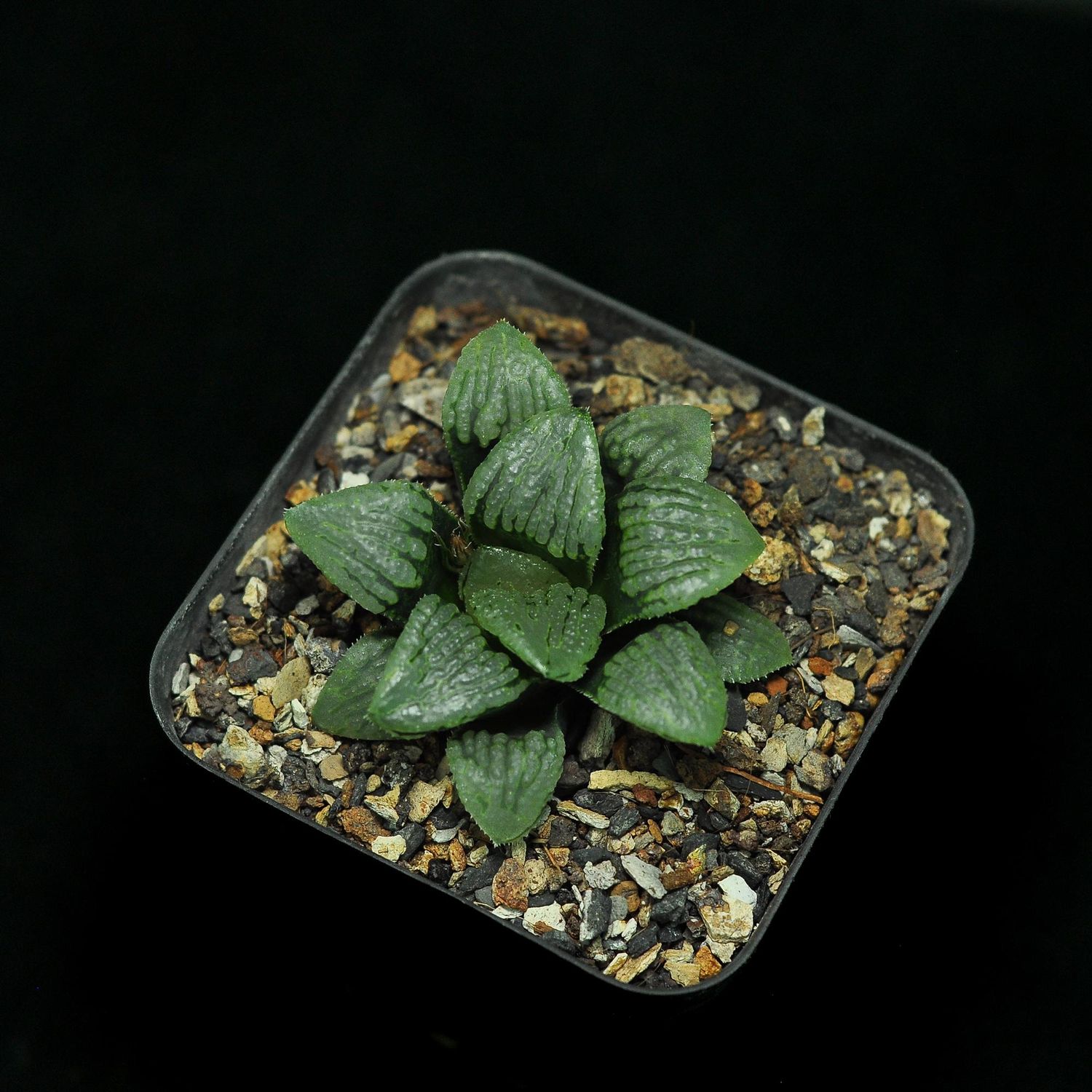 Haworthia Comptoniana Hybrid 'Marilyn'
