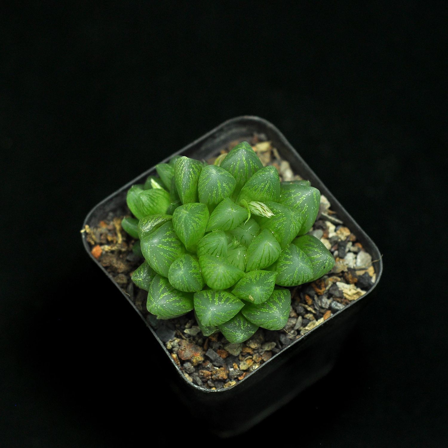 Haworthia obtusa