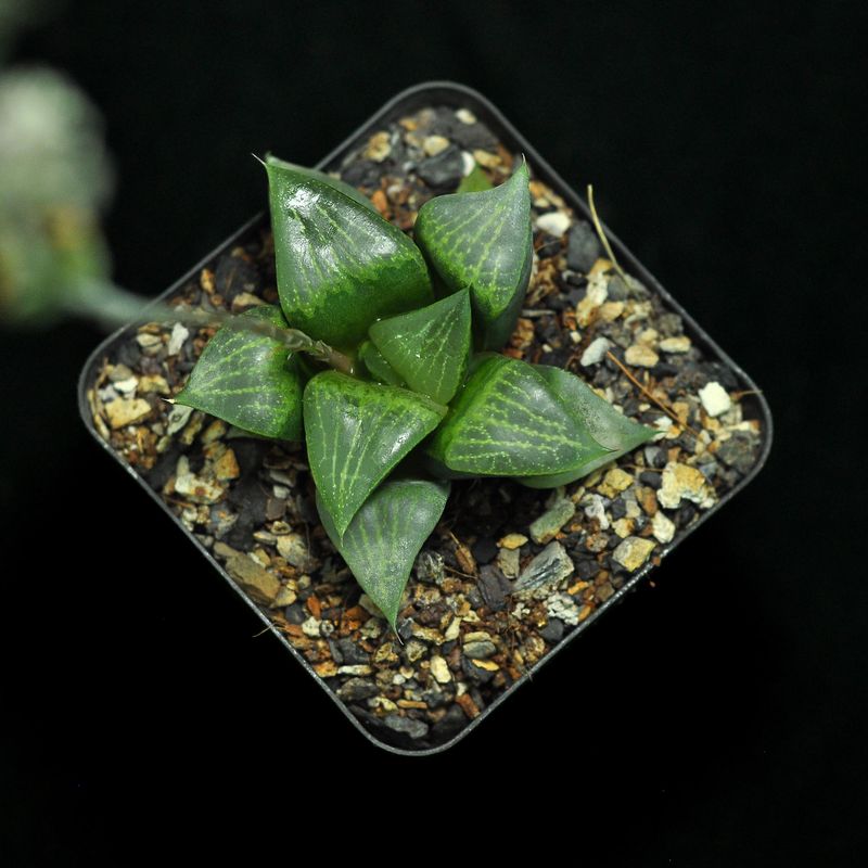 Haworthia emelyae var. comptoniana (Jpn Hyb)