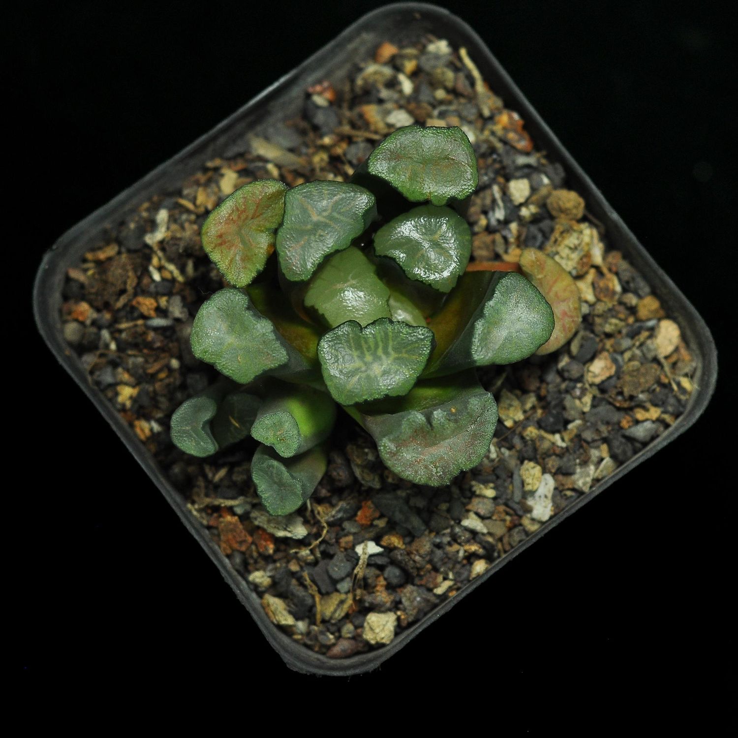 Haworthia truncata var maughanii