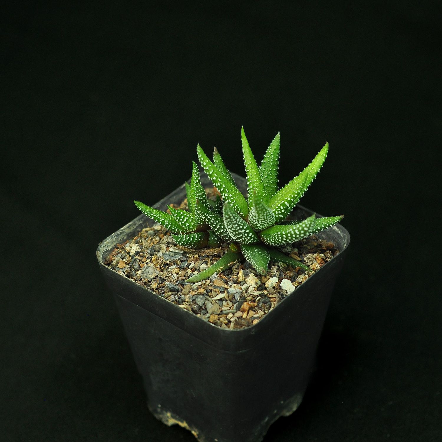 Haworthia  attenuata 'Enon'