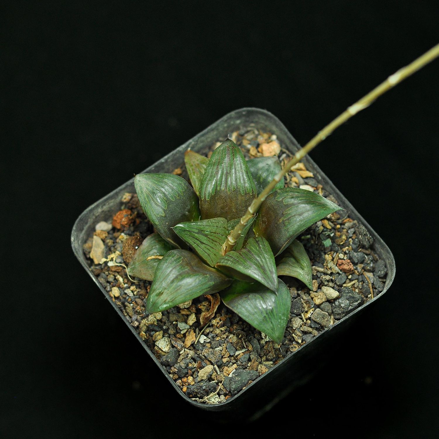 Haworthia mutica 'Byakuya'
