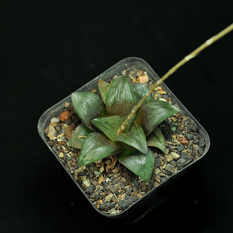 Haworthia mutica 'Byakuya'