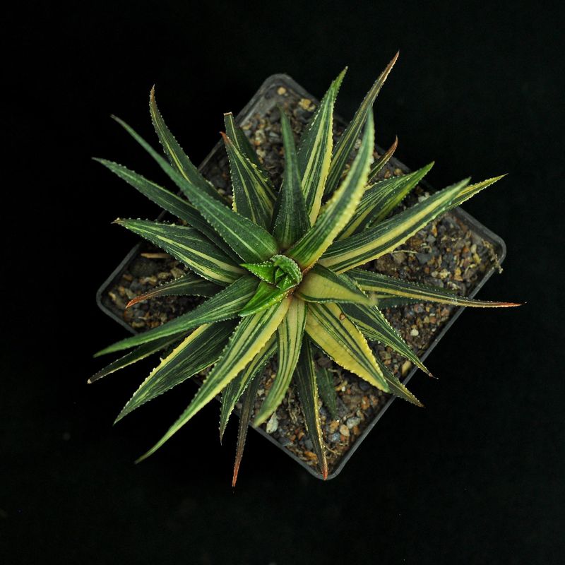 Haworthia pumila "Donuts" variegated