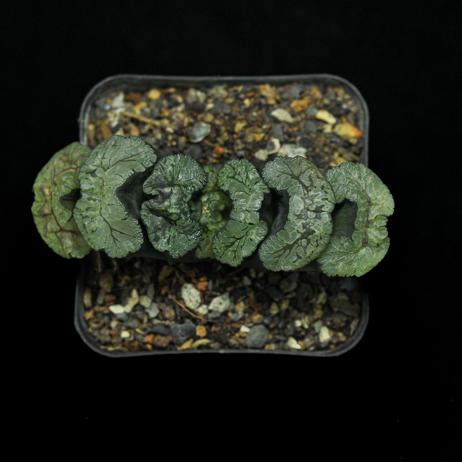 Haworthia truncata hybrid Aoi Gozen