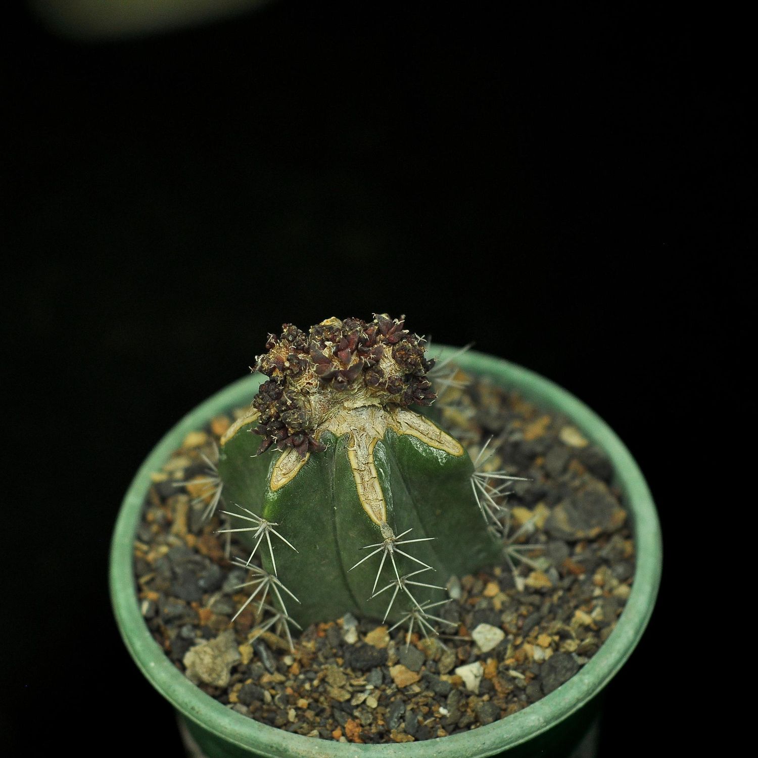 Ariocarpus retusus monstrose crest