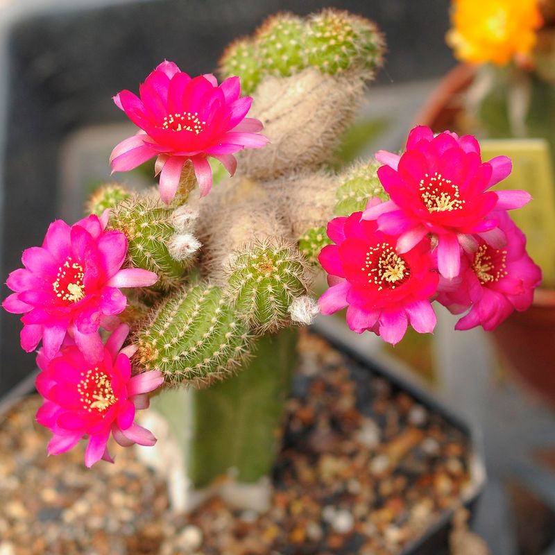Chamaelobivia cv Pauline (Peanut Cactus) Chamaelobivia cv Pauline (Peanut Cactus)