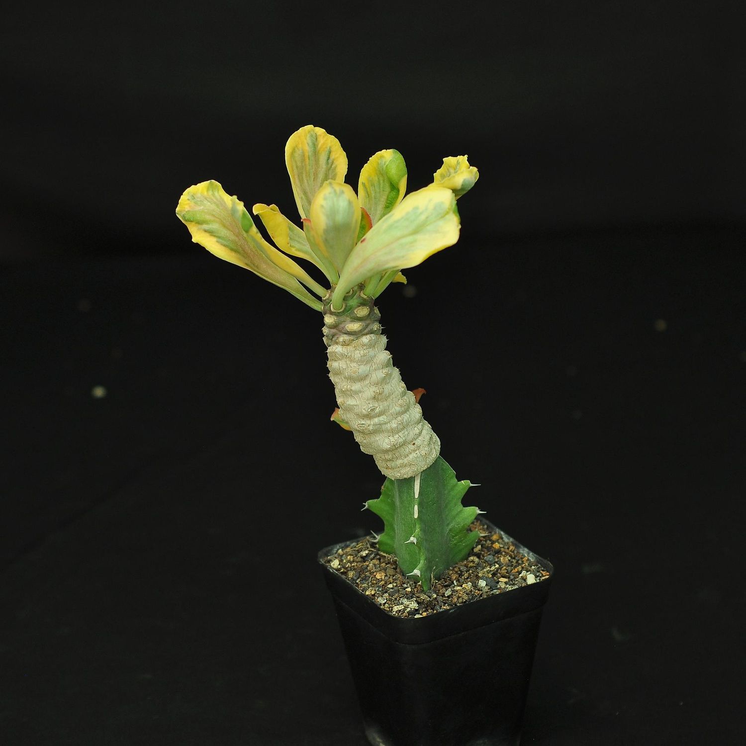 Euphorbia poissonii variegated
