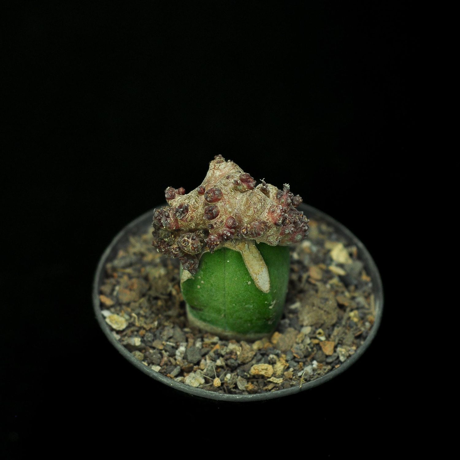 Ariocarpus retusus monstrose crest