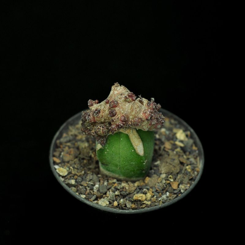 Ariocarpus retusus monstrose crest