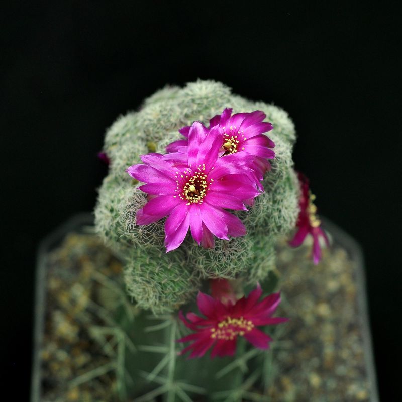 Sulcorebutia Kruegerii V. Hoffmannii