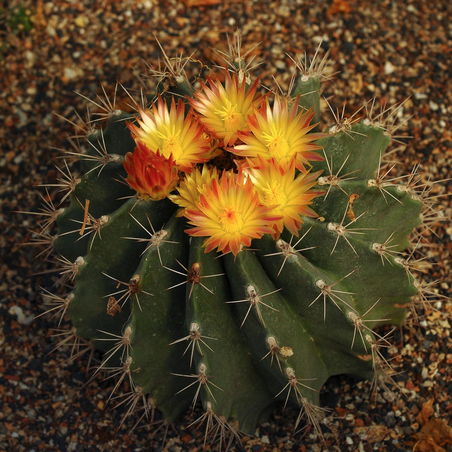 Ferocactus Echidne Ferocactus Echidne Cactus with Yellow and Orange Flowers
