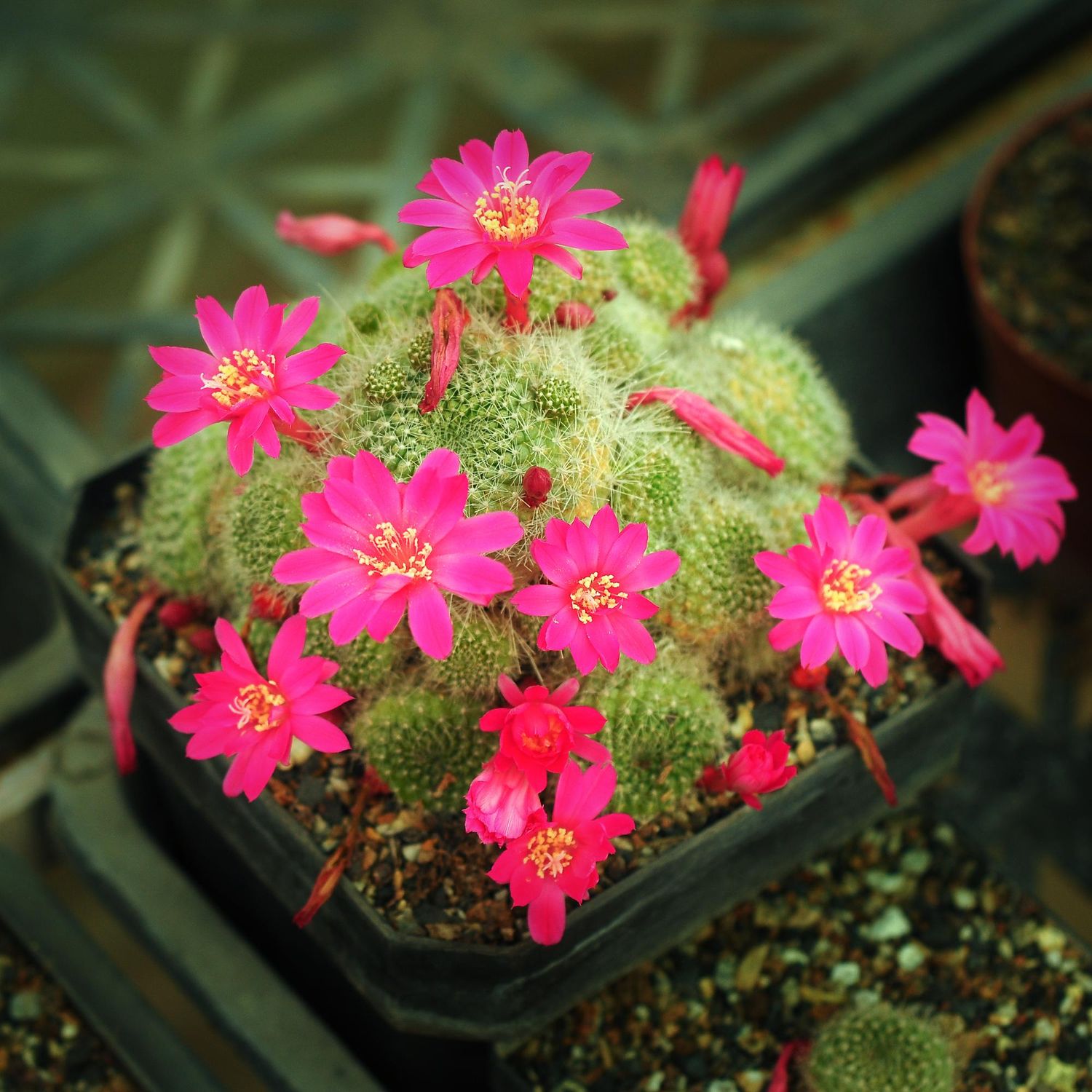 Rebutia minuscula Pink Flower
