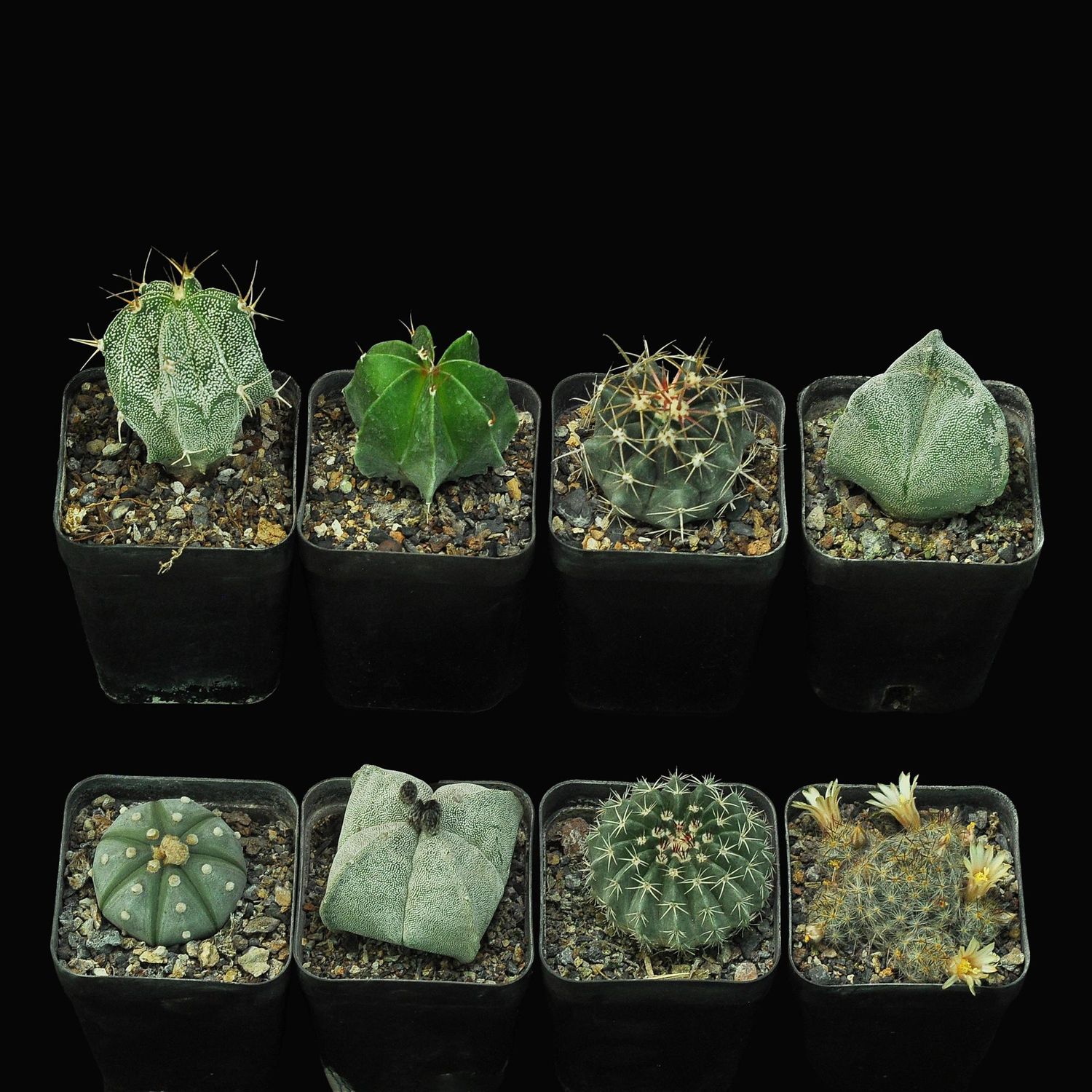 Budget Set 01 - Mini Collector’s Cactus Pack – Astrophytum, Mammillaria & Ferocactus Mix Budget Set 01 - Mini Collector’s Cactus Pack – Astrophytum, Mammillaria & Ferocactus Mix