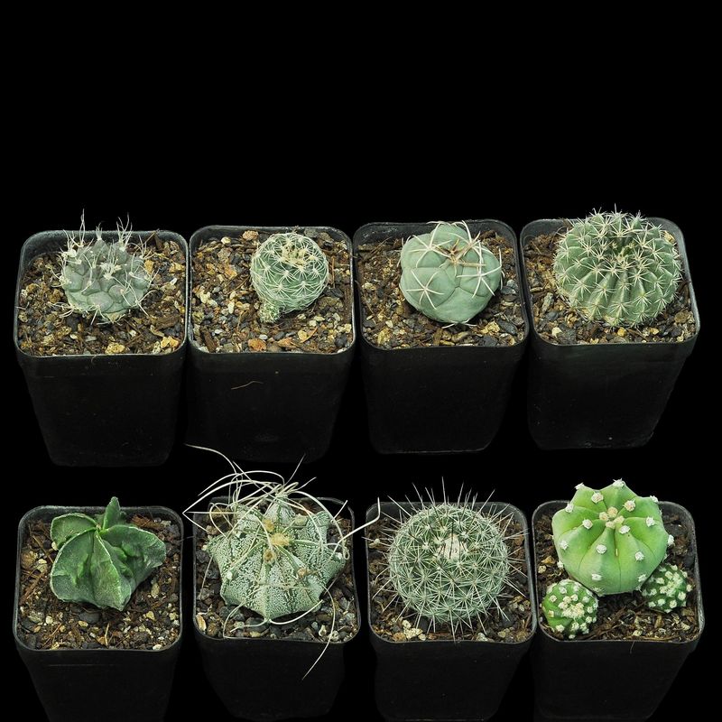 Budget Set 03