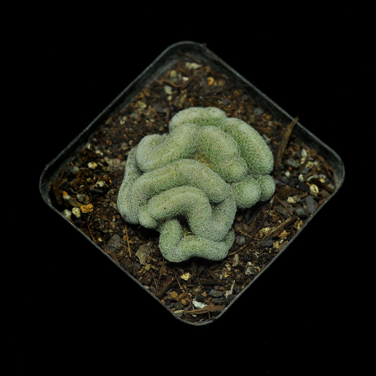 Mammillaria Microthele Crest
