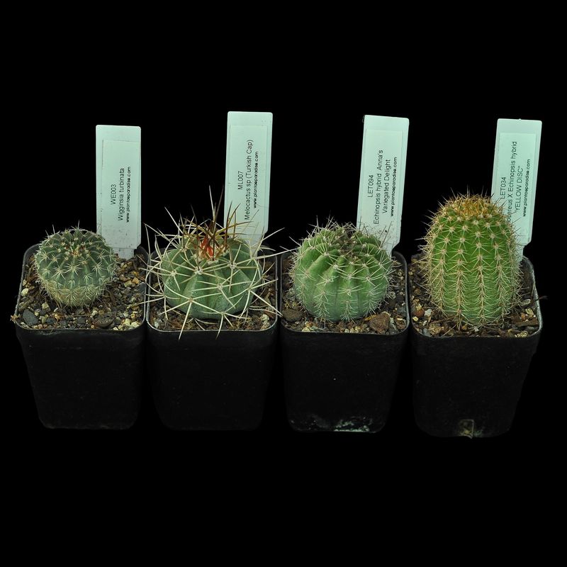 Budget Set 06 - Premium Mixed Cactus Set