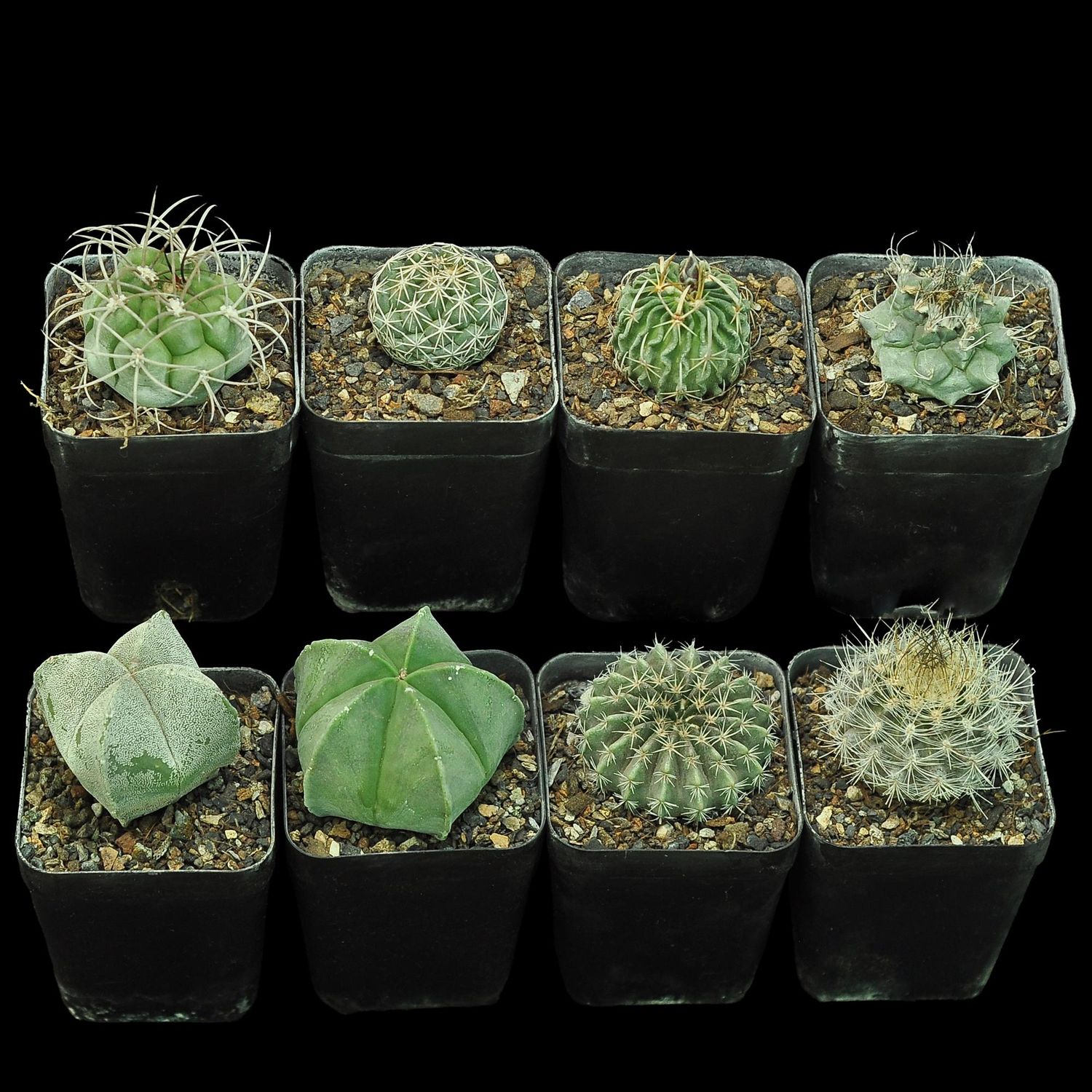 Budget Set 07