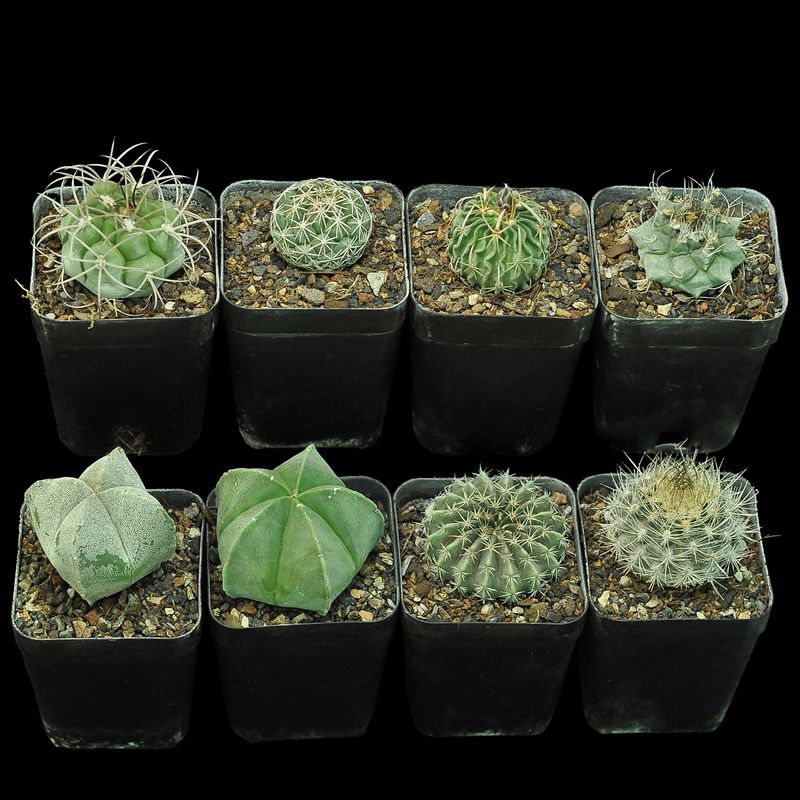 Budget Set 07